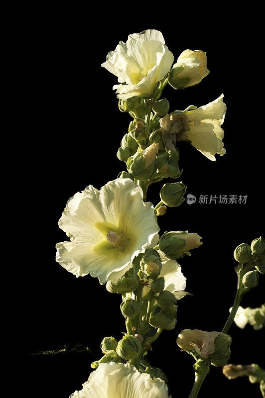 锦葵花- Alcea L。